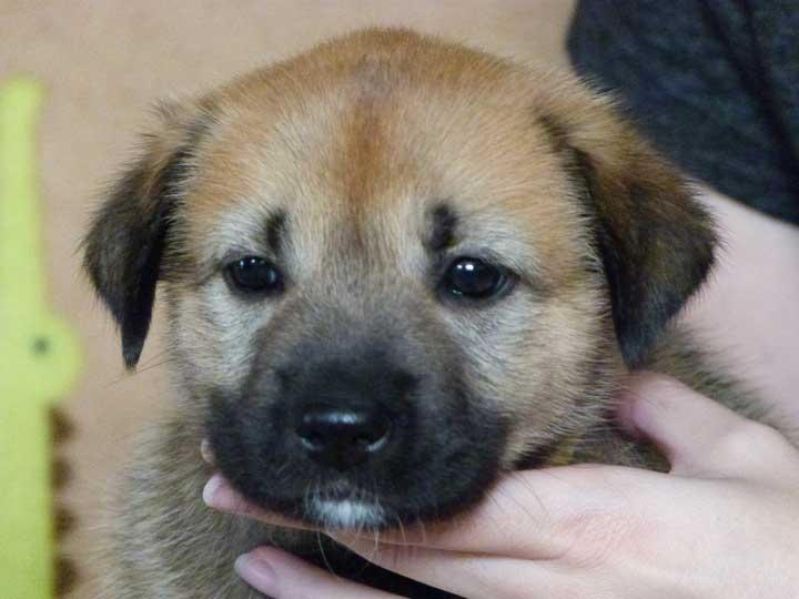 chinook puppy